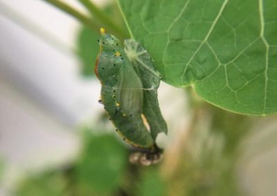 Pupa de Leptophobia aripa